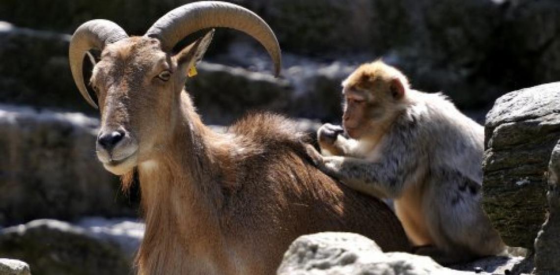 Совместимость обезьяны и козы в любви
